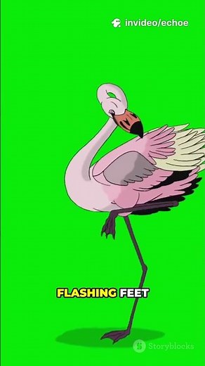 Flamingo Courtship: The Dance of Pink Feathers!