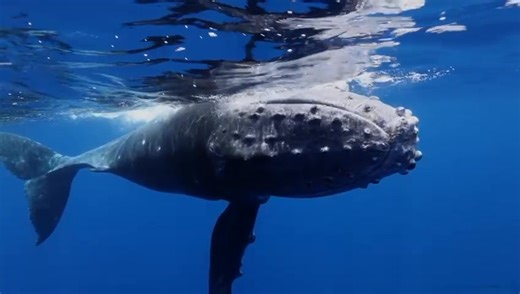 🌊🐋 World Whale Day 🐋🌊 Every day is World Whale Day for us. Our fight to protect whales will never stop until all whale slaughter is stopped. Captain Paul Watson has dedicated over 50 years of his life to fighting for whales, no matter the cost—even if it means ending up in prison. Today, we honor the countless individuals and organizations around the world who continue to fight for these incredible creatures. Whales were once hunted to the brink of extinction, but thanks to global efforts, w