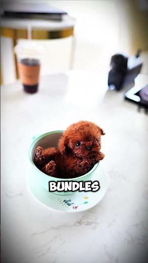 Fun Facts About The cutest dog Spoodles #Spoodle #CuteDogs #PoodleMix #AmazingDogs #FunnyAnimal