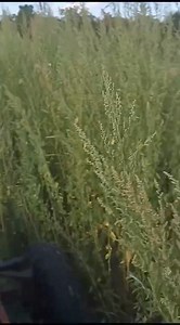 427K views · 1.1K reactions | Ferko stroj  | TRAKTORI . HR | Facebook