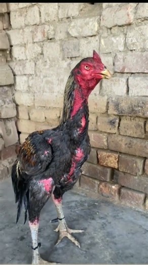 cal kathiya Java high quality free time winner 🏆 subscribe my YouTube channel