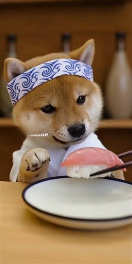 “Sushi Chef Shiba! 🍣🐕👨‍🍳”#SushiChef#ShibaInu#PuppySushi#CuteAnimals