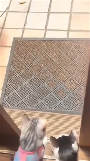 Funniest cats hilarious moments try not to laugh. 😂 #cat #funnycat #pet #catmoment #reels | My Cat