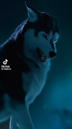 Don’t mess with the alpha #slimegang #sigma #wolf #alph #male @Cobrakaieditz🐍 @Sam Ÿ