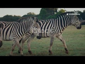 Zebra – The Striped Survivor