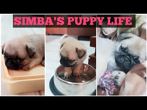 Baby SIMBA'S cute and funny video compilation