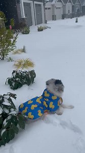 Watch It’s super cute. on Amazon Live