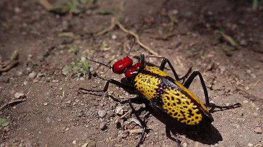 26K views · 738 reactions | And now, your Moment of Zen: an iron cross blister beetle bopping along on its merry beetle way. | Center for Biological Diversity | Facebook