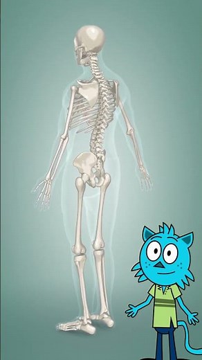 The human skeletal system.