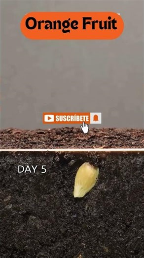 orange plant | timelapse #shortsfeed #plants #gardening #reddragonfruit