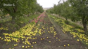 🍎 Covor de mere într-o livadă din satul Fîrlădenii Noi, raionul Căușeni, acolo unde un fermier a decis să dea la suc aproape toată producția din acest an. 🚜 Pentru a grăbi colectarea, bărbatul a scuturat toți pomii de pe cele 3 hectare de livadă, iar muncitorii adună fructele de jos cu gălețile și le încarcă în remorca tractorului. 💰 Doi lei și 30 de bani – atât oferă fabricile de procesare pentru un kilogram de mere. 😔 Fermierii spun că prețul este unul mizerabil, în condițiile în care anul