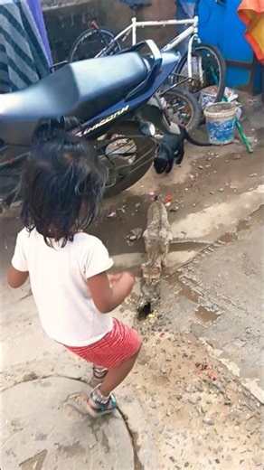 Kid's Playing with Three Types of Cats on Street #KidsPlay #TypesofCats #Street #Shorts