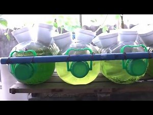 Hydroponic Vegetable Gardens in Taguig City