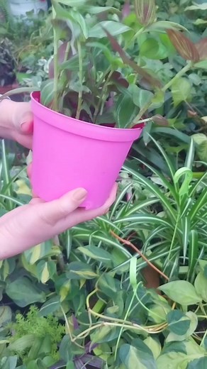 Healthy Tradescantia Zebrina #tradescantia #misere #zebrina #healthy #indoorplants #indoor #houseplants #plants #beauty #beautiful #reelsinstagram #reelfacebook #reelsviralfb #Amazing #garden #gardening #nature | Decor & Beauty