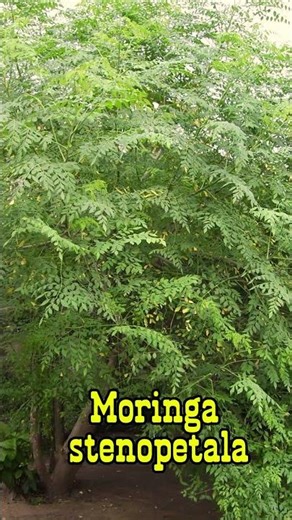 Moringa stenopetala--ሽፈራው