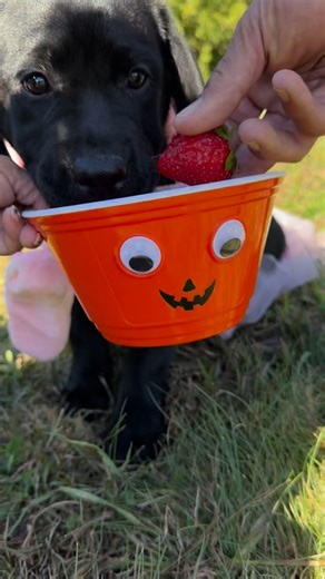 Too cute! 😁🐾👻🎃 #trickortreat🎃 #happyhalloween #labrador #puppy #puppydays #labradorretriever #puppymoments #puppylove #labradorlove #labsofinstagram #labradorfamily #puppylabrador #labradorable #puppies #labstagram #labsofig #labsofinsta #cutiepuppy #cutepuppies #cutepuppy #cutiepup #Halloween #spookycute | Snow Runners Labradors