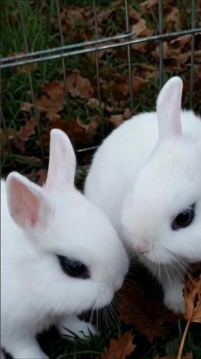 Cute Netherland Dwarf Rabbit 😍