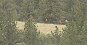 Highlands Ranch Backcountry Wilderness Area: Home to biking, running, hiking and world-class elk hunting