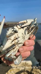 12K views · 417 reactions | Decaturs Crabs 2022 plank rd Fredericksburg va 22401 We are open from 11-8 pm Crabs , shrimp an Snow crablegs | Decatur's Crabs | Facebook