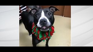 Dog in local shelter for 472 days finds forever home