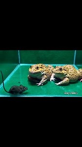 Bullfrog Eating Snake Rat | Insect Forest