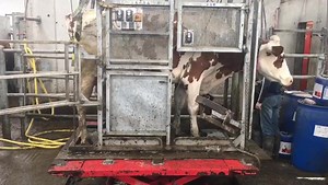 Lely treatment box at work on a 3 Robot farm in Galway ! #LelyMullingar #RoboticMilkingSpecialists | Lely Center Mullingar Robotic Milking