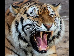 This Siberian Tiger Killed and Ate 2 People Just For Revenge