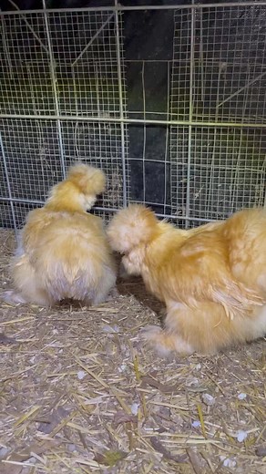 81K views · 1.8K reactions | Henrietta moved on. | The Chicken Hill | Facebook