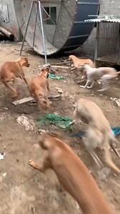 22K views · 1K reactions | Amazing Dogs...!!! | Wow Animals Channel | Facebook