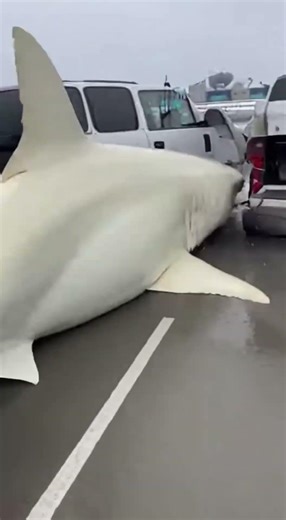 3-Meter Moray Eels FLOOD the Parking Lot… Then an Albino Shark CHARGES In🐍🦈
