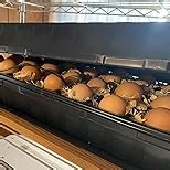 Bootstrap Farmer Extra Strength 32 Cell Seedling Starter Trays w/Inserts, 2 Pack, for Seed Germination, Plant Propagation, Growing Trays, Planting Starter