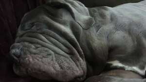 3.9K views · 674 reactions | The wind chill here is -25, so we will be doing this all day! *Mom, please cover our cold tushies!* | Romeo & Pearl Fan Club | Facebook