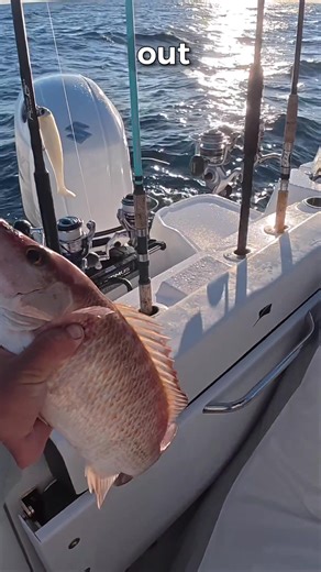 You don’t need crazy rigs for offshore fishing! #fishing
