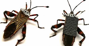 Battling Bugs Help Solve Mysteries of Weapon Evolution