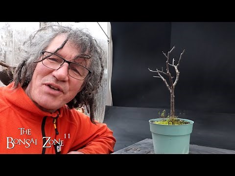 Repotting My Cherry Tree, The Bonsai Zone, March 2024
