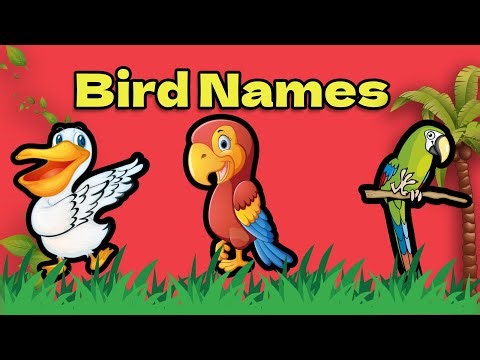 Pelican - Macaw - Parakeet || Learn Birds Names || Birds for Kids || Kivitv.