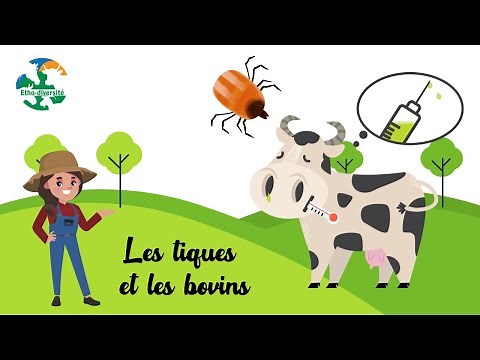 Les tiques chez bovins : aie ça fait mal !