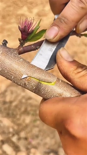 Simple technique for grafting apple trees