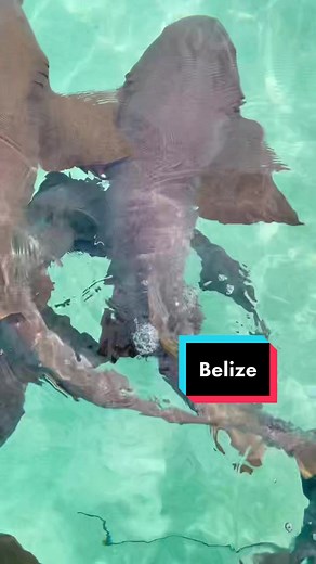Explore Belize: Your Ultimate Travel Guide
