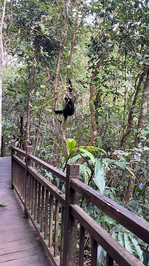 Moonwalk through forest. #moonwalker #forest #moonwalking | Gibbon Conservation