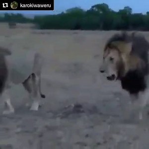 1.2K views · 12 reactions | You're on a holiday in #Kenya, enjoying your game drive when suddenly these two show up. What do you do? 女女. Book your Kenya holiday today https://go.musafir.com/2ZsgZiA | musafir.com | Facebook