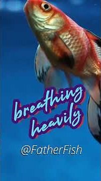 Cure ICK naturally without KILLING your Fish