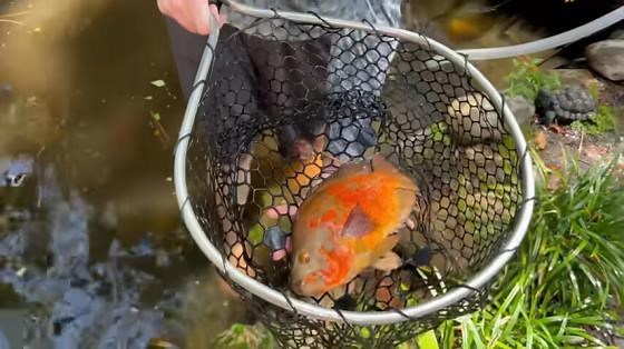 We drained this mud pond and found forgotten aquarium fish