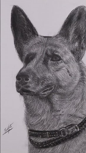 Stop Struggling With Dog Drawing | Realistic German Shepherd Sketch