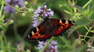 small tortoiseshell butterfly gathering nectar from a water mint flower during july in scotland.