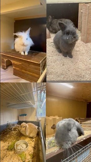 “Emergency furs” - rabbits in the Duisburg animal shelter