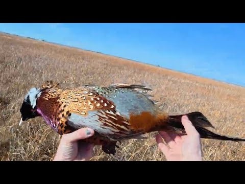 How to clean up Pheasant (ft tips for fall feather use)