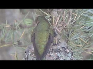 Hummingbird Babies – Part 3: Pooping and Preening