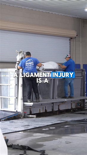 The underwater treadmill is one of the most controlled ways to build strength without adding excessive load to the limbs. By adjusting water height, we can reduce weight bearing on injured tendons or ligaments while still engaging the core, gluteal muscles, and topline. It is not designed for cardiovascular conditioning, it is designed for precise resistance and controlled motion. For horses in rehab or for horses that need stronger posture, balance, and core stability, this is one of the safest