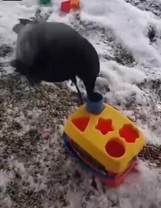 2.4M views · 40K reactions | Fair Warning: Frivolity At first, I...